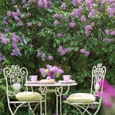 Dvorišta u kojima bi se ljubitelji jorgovana osjećali kao u sedmom nebu - 7