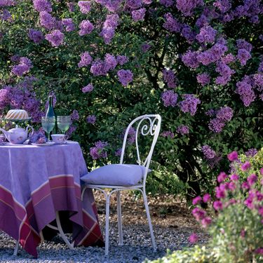 Dvorišta u kojima bi se ljubitelji jorgovana osjećali kao u sedmom nebu - 8