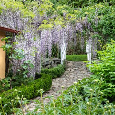 Glicinija je idealna za prekrivanje sjenica, metalnih struktura ili ograda te je lijep ukras pročelja kuća i garaža - 2