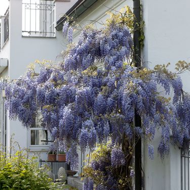 Glicinija je idealna za prekrivanje sjenica, metalnih struktura ili ograda te je lijep ukras pročelja kuća i garaža - 3