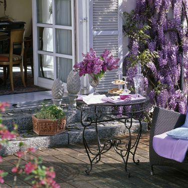 Glicinija je idealna za prekrivanje sjenica, metalnih struktura ili ograda te je lijep ukras pročelja kuća i garaža - 9