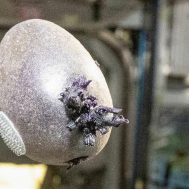 Krumpir uzgojen u svemiru