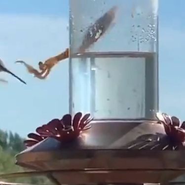 Kolibrić i bogomoljka