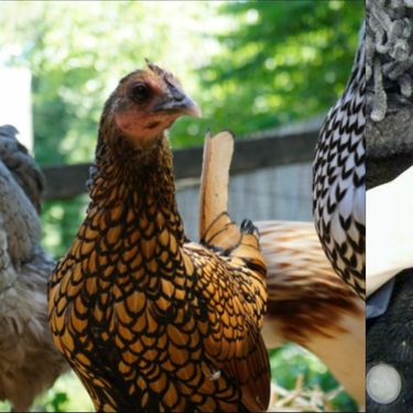 Najstarija kokoš na svijetu Gertie