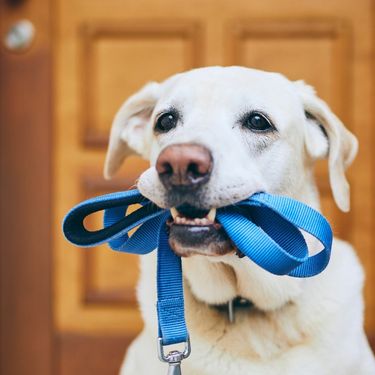 Pas s uzicom u ustima