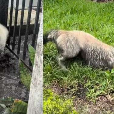 Pas koji se igra u blatnjavoj lokvi