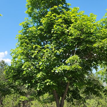 10 najljepših stabala za vrt