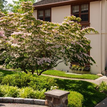 10 najljepših stabala za vrt