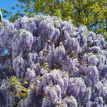 Glicinije naših čitateljica