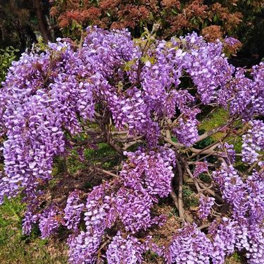 Glicinije naših čitateljica