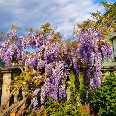 Glicinije naših čitateljica