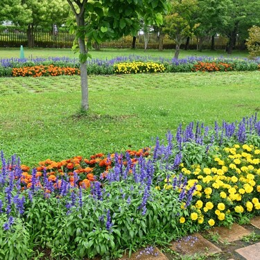 Cvijetna gredica u dvorištu