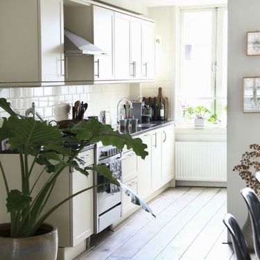 Ukrasno sobno bilje izgleda vrlo efektno i u kuhinji - 10