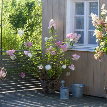 Hortenzija paniculata Vanille