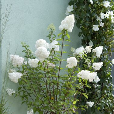 Hortenzija paniculata Vanille