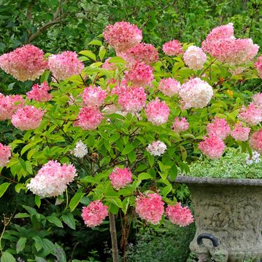 Hortenzija paniculata Vanille