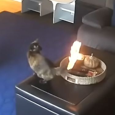 Mačka sa zapaljenim repom