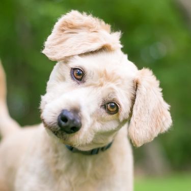 Psi naginju glavu kad im govorimo