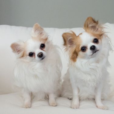 Psi naginju glavu kad im govorimo