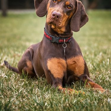 Psi naginju glavu kad im govorimo