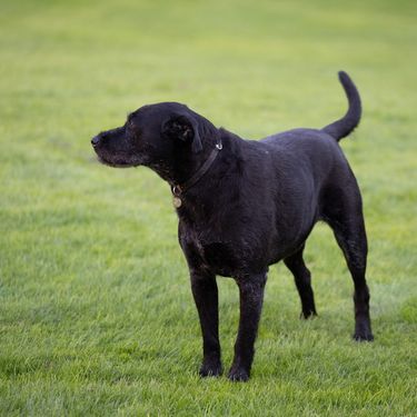 Nemo u vrtu Elizejske palače