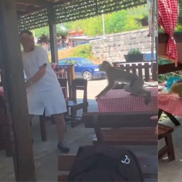 Majmun koji napada goste restorana