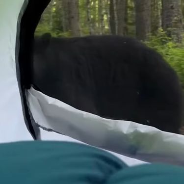 Medvjed ispred šatora