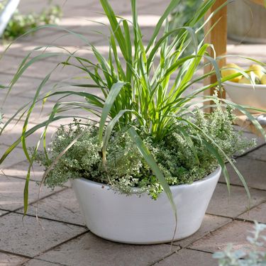 Citronela ili limunska trava odbija komarce