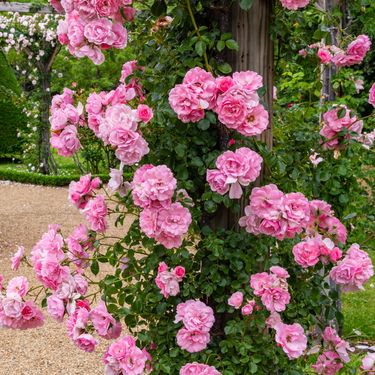 Ruže bez trnja simbol su Velike Gospe