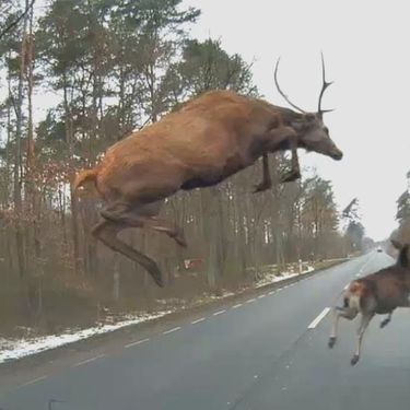 Jelen i auto