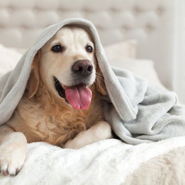 26. kolovoza obilježavamo Međunarodni dan pasa