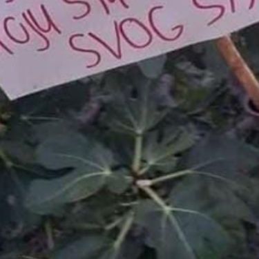 Natpis ispred smokve u Dalmaciji