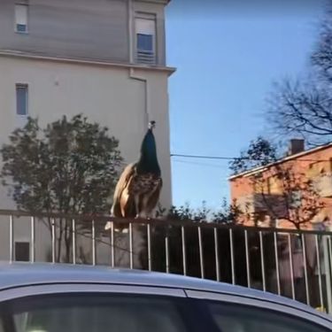 Paunovi u Splitu