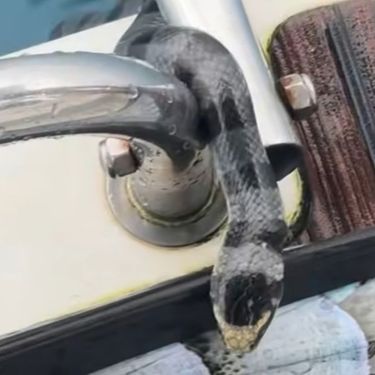 Prugasti morski krait na brodu
