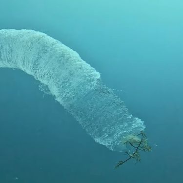 Velika svjetlica