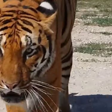 Tigar