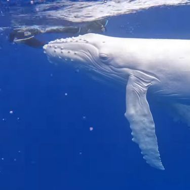 Albino kit