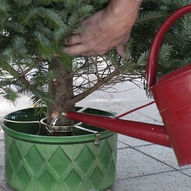 Bor treba vlage kako bi što duže ostao svjež