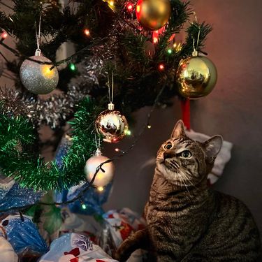 Baš je blještav ovaj Božić