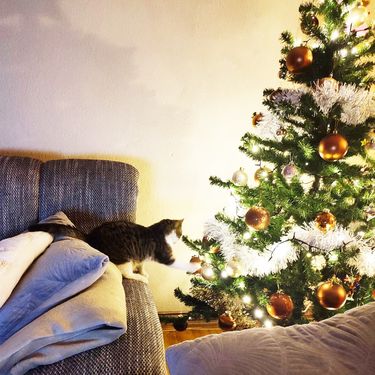 Ima li kakva ptičica u boru?