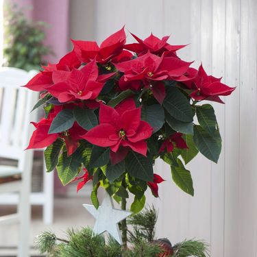 Ideje uz koje će božićna zvijezda postati još ljepši ukras doma