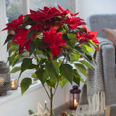 Ideje uz koje će božićna zvijezda postati još ljepši ukras doma