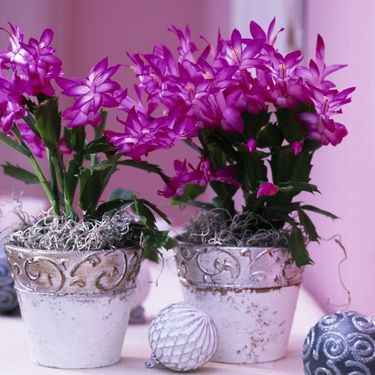 Božićni kaktus - 2