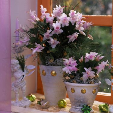 Božićni kaktus - 4