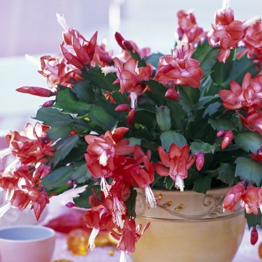 Božićni kaktus - 5