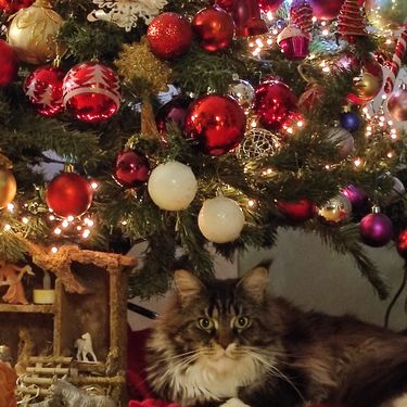 Željka Lovreta Ujević