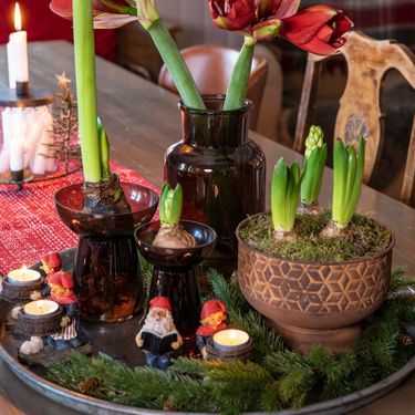 Amarilis je čaroban dodatak domu