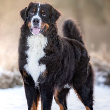 Bernski planinski pas