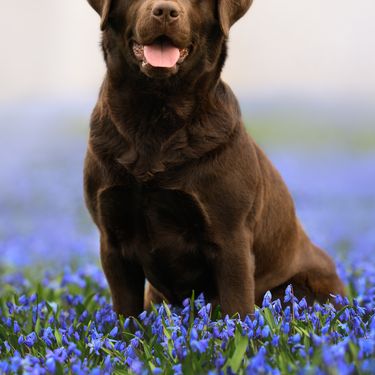 Labrador retriver