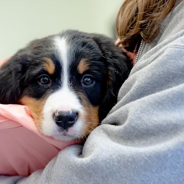 Štene bernskog planinskog psa